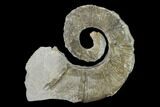 Cretaceous Ammonite (Crioceratites) Fossil - France #153149-1